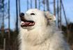 #7 American Eskimo Dog