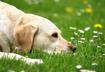 How Did My Dog Get Fleas or Ticks?