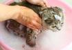 3. Flea Shampoos