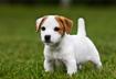 Top Ten Training Tips for New Puppy Owners