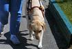 Speaking to the Service Dog Team
