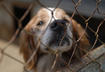 8. Adopt Again