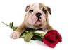 #2 A Rose is Just a Rose