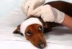 Common Pet Emergencies