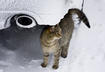 #1 Avoid Car Cat-astrophes