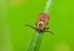 3. Feeding Behavior of Seed Ticks