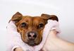 Honorable Mention: Bathing