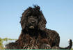 2. Portuguese Water Dog