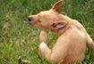 Six Most Common Fleas that Affect Dogs and Cats