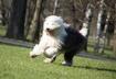 #6 Old English Sheepdog