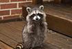 1. Other Animals