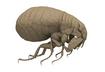 Does My Dog Have Fleas?