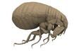 #4 Tropical Hen Flea