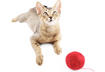 #2 The Abyssinian