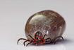 How Do Common Tick Medications Work?
