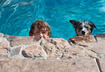 1. Teach Your Dog to Swim