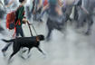 Six Service Dog Etiquette Tips
