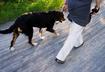 Top Ten Health Benefits Walking Provides Your Pet