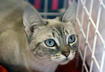 2. Donate to Your Local Shelter