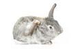 #5 Rabbit Flea