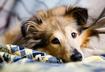 1. Leave Your Pet at Home