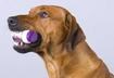 What to do if Your Pet is Poisoned