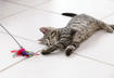 4. Select Appropriate Cat and Dog Toys