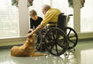 #8 Therapeutic Companion Dogs