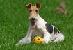 #1 Wire Fox Terrier