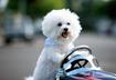 4. Bichon Frisé