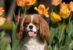 Pet Guide to Going 'Green'