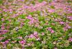 Astragalus