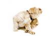 8 Safety Tips for Using Flea and Tick Product on Dogs