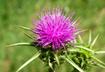 Milk Thistle