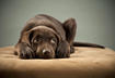 Five Tips for Calming Your Pet During Thunderstorms