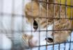 9. Report Animal Cruelty