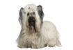 #10 Skye Terrier