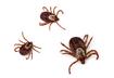 Understanding Ticks on Dogs and Cats
