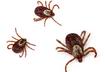 2. Rocky Mountain Spotted Fever