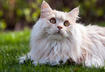 #3 The Manx