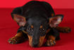 #3 The Manchester Terrier