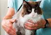 Top Ten Signs of Heart Disease in Cats