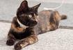 4. Flea Collars