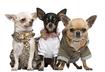 Top Ten Reasons to Dress Up Your Pet