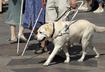 #1 Guide Dogs