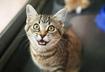 8. Promote Spaying and Neutering