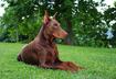 #8 Doberman Pinscher