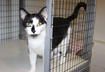 3. Volunteer at Your Local Shelter