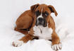#7 Boxer