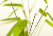 Acupuncture for Dogs and Cats